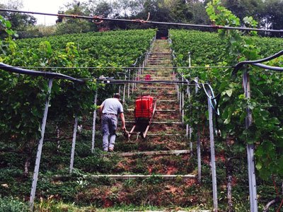 Alto Adige’s Kurtatsch Wows Italian Wine Critics