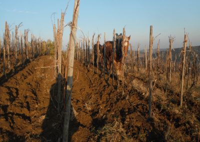 Domaine De Gouye