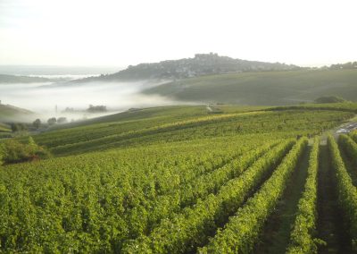 Domaine Pierre Cherrier et Fils