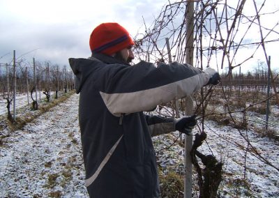 Azienda Agricola Tiziano Mazzoni