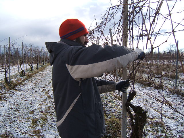 Azienda Agricola Tiziano Mazzoni