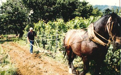 Family-Crafted Hermitage Praised By Vinous