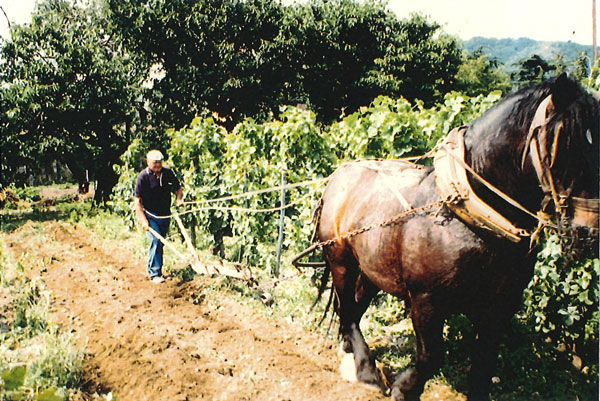 Family-Crafted Hermitage Praised By Vinous