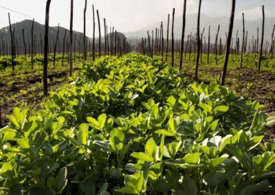 Cantine Olivella