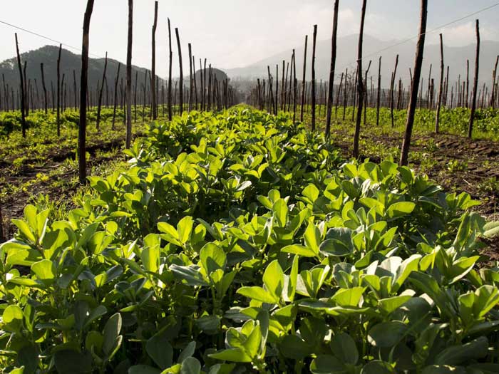 Italy’s Volcanic Diversity: Cantine Olivella