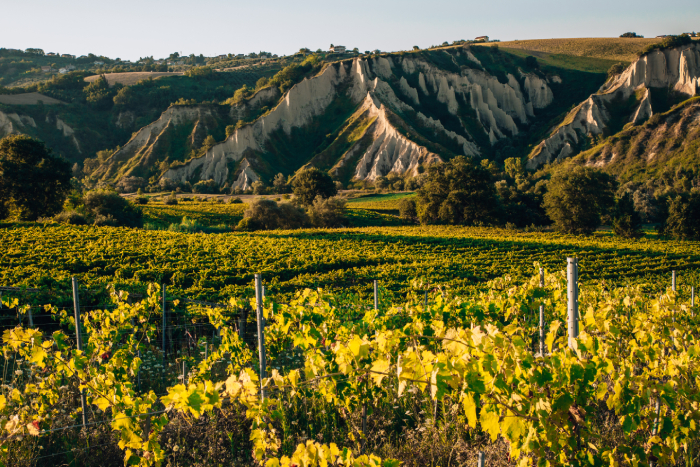 Azienda Agricola Zappacosta